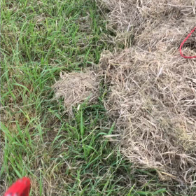 枯れ草大好きの画像