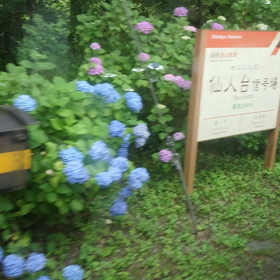 行ってきたぜ❗バス旅行 箱根あじさい電車の画像