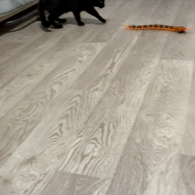 可愛い黒猫兄弟が来てるよ♡の画像