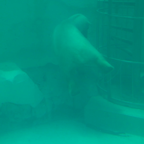 上野動物園の画像