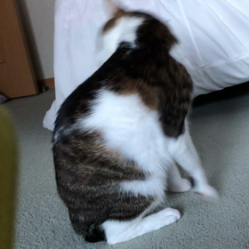 痴呆症気味の母と電話。蕁麻疹！デールちゃん今日も暑いよ。の画像