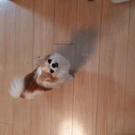 愛犬の前足びっこの画像