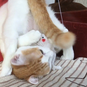 しっぽ邪魔！の画像