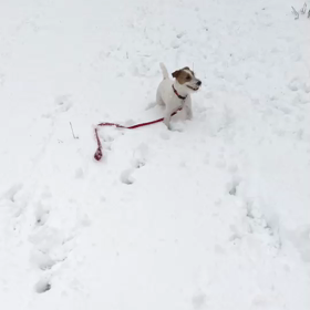 雪だ～！の画像