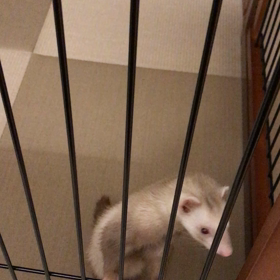 今日のシナモン  新しいもの好き  追記しましたの画像