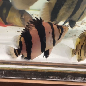 シャムタイガー輸入完了！！の画像