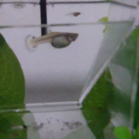 グッピーの出産(*´ヮ`)の画像