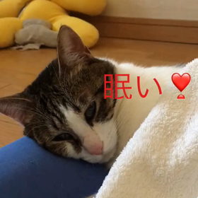 お散歩嫌いなチップ君の字幕付き動画。ジム。怪奇猫砂。の画像