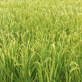 農 is 夢。の画像