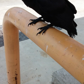 ペットか！？の画像