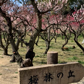 公園の梅林（動画）の画像