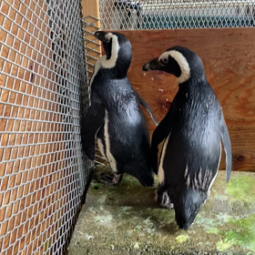 ケープペンギンの画像