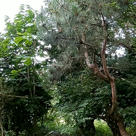 庭にウグイスがやって来た❗️の画像