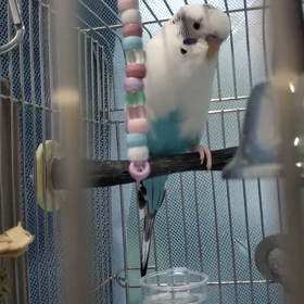 お留守番の画像