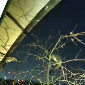 すぎぴたんの事件簿シーズン3　115話（ハクビシンが屋根に登る理由）の画像