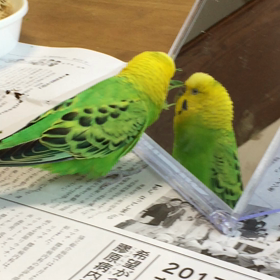 ご機嫌ななちゃんですの画像