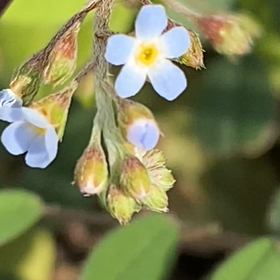 風に揺れる胡瓜草の画像