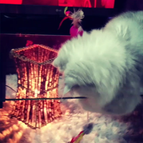 マリーさんの画像