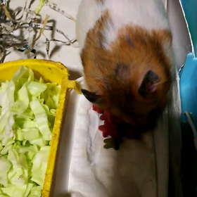 今日はワープロ記念日、ハムちゃんビデオ撮りました、前と同じだけど新しいの画像