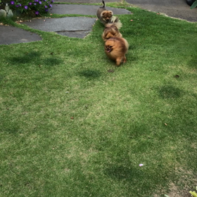 リチィ君ワンパク過ぎ！の画像