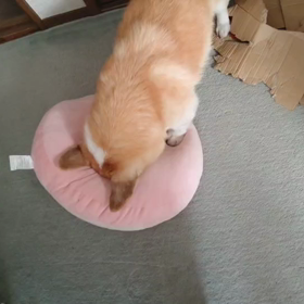 今日の１動画の画像