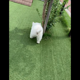 カインズのドッグランの画像