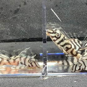 台風に備えて‼️の画像