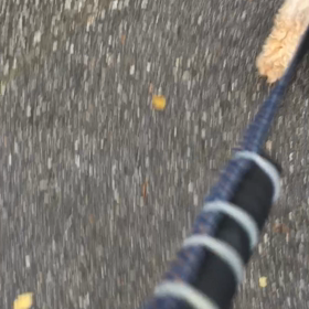 朝の散歩！の画像