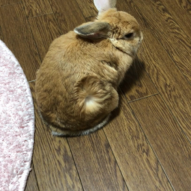 風を浴びるウサギ様の画像