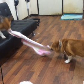 お遊び組の画像