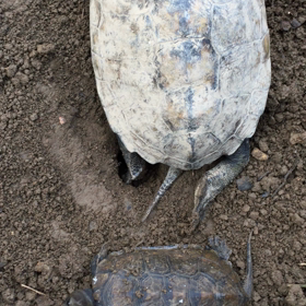 今日もイシガメの産卵に立ち会うヾ(＠⌒ー⌒＠)ノの画像