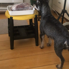 ポッチャン、鹿肉が気になる。の巻。の画像