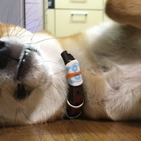 ダルダルの火曜日の画像