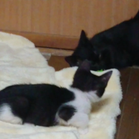 3兄妹の子たちの画像