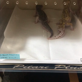 繁殖開始します✨の画像