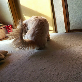 気に入らないのっ！の画像