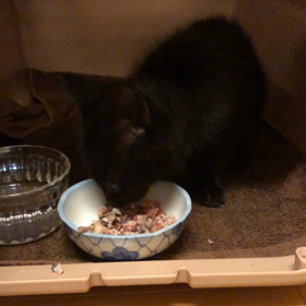 思い出　黒猫ちゃん10日目の画像