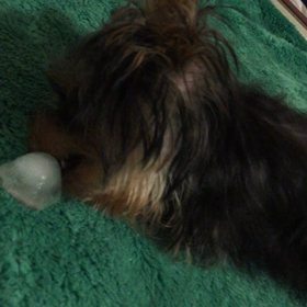 氷が大好きなクリの画像