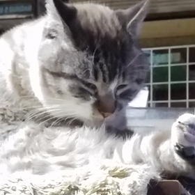 和みねこ トムの画像