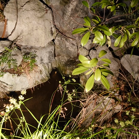 出てこいヤァ〜ッの画像