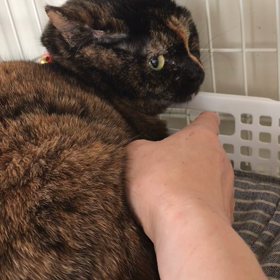 里親様募集中！サビさんの画像