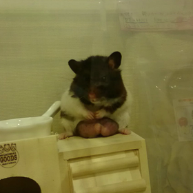 添えて…の画像