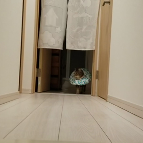 キャットウォーク！の画像