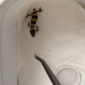 ピアちゃん　ハニーワームは食べるの画像