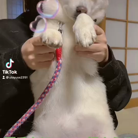 あーちゃん制作動画の画像