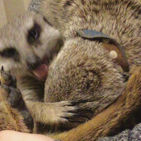 ミーアキャットラブラブの画像