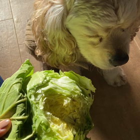 トラの好物。の画像