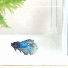 超人懐っこいベタの幼魚の画像