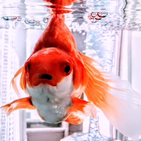 My own goldfish Goldfishe's name is kai.飼って.の画像