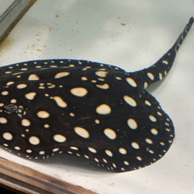ダイヤモンド2分でご成約！！の画像
